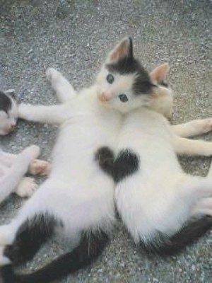 Photo:  cats hearts
